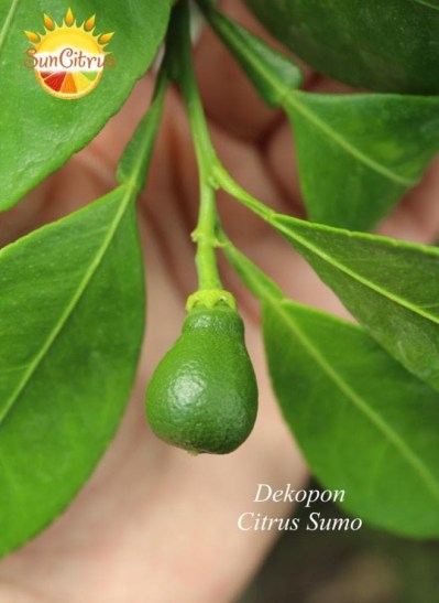 Citrus  Sumo Shiranui Dekopon 